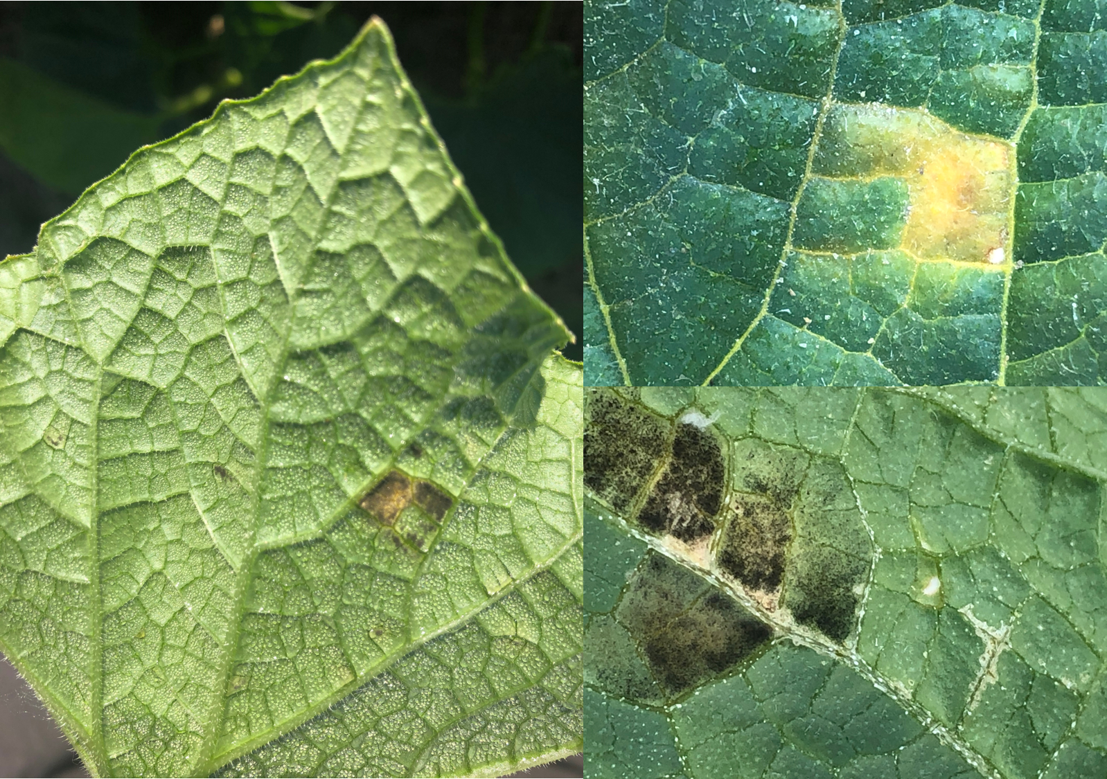 Spots on leaves.